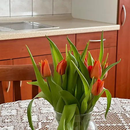 Sunny Hill Apartment Ilirska Bistrica